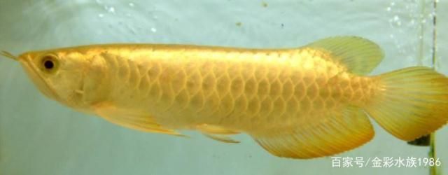 孔雀龍魚繁殖箱布置技巧：孔雀龍魚繁殖箱水溫控制技巧孔雀龍魚繁殖箱水溫控制技巧