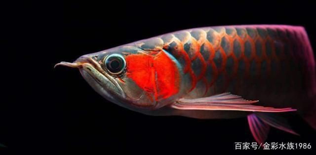 孔雀龍魚繁殖箱布置技巧：孔雀龍魚繁殖箱水溫控制技巧孔雀龍魚繁殖箱水溫控制技巧