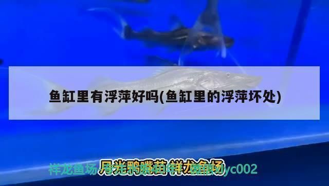 孔雀龍魚繁殖箱布置技巧：孔雀龍魚繁殖箱水溫控制技巧孔雀龍魚繁殖箱水溫控制技巧