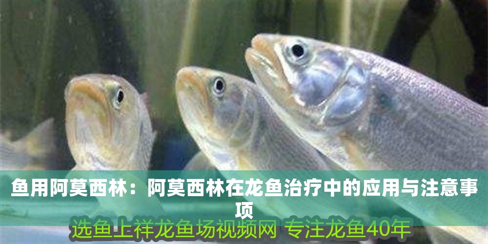 魚用阿莫<strong><mark>西林</mark></strong>：阿莫<strong><mark>西林</mark></strong>在龍魚治療中的應用與注意事項