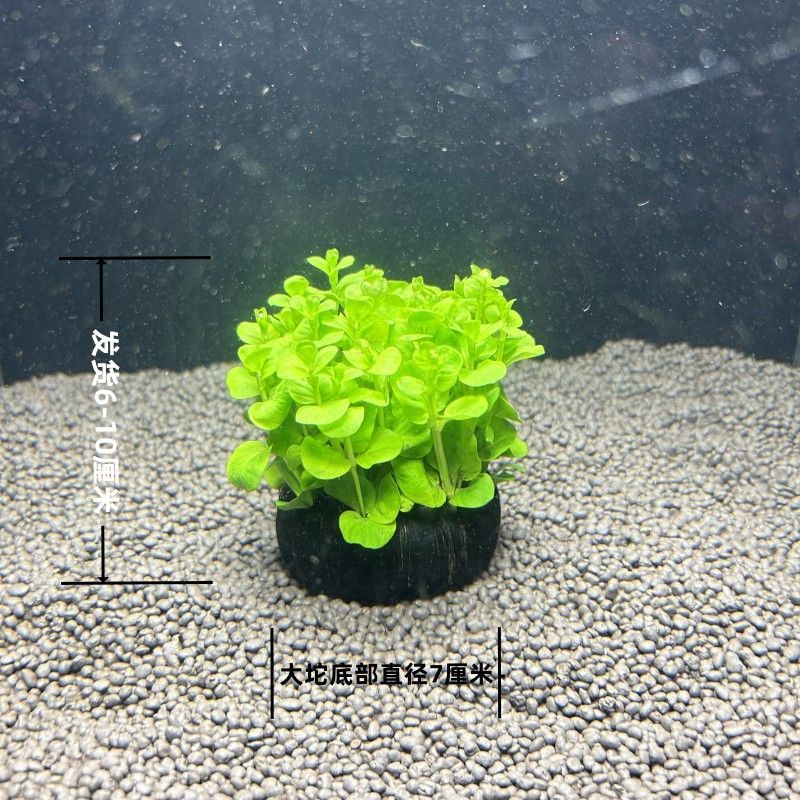 魚用阿莫西林：阿莫西林在龍魚治療中的應用與注意事項 魚用阿莫西林：阿莫西林在龍魚治療中的應用與注意事項 龍魚百科 第3張