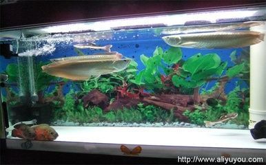 龍魚掉眼手術用什么麻藥好：如何判斷龍魚麻醉深度