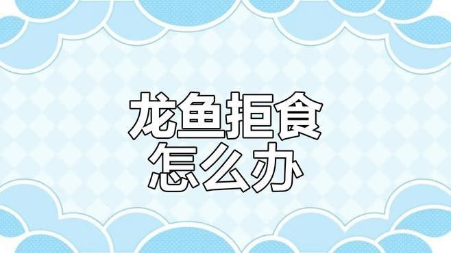 銀龍魚為什么不吃食了