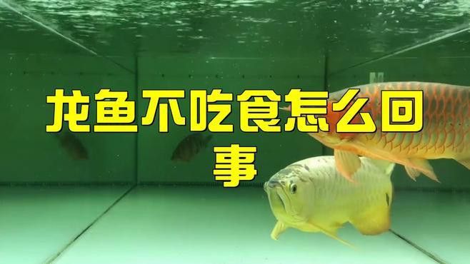 銀龍魚為什么不吃食了