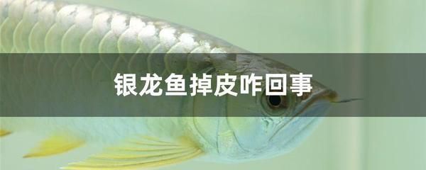 銀龍魚后背脫皮怎么回事（銀龍魚后背脫皮可能由多種因素引起，）