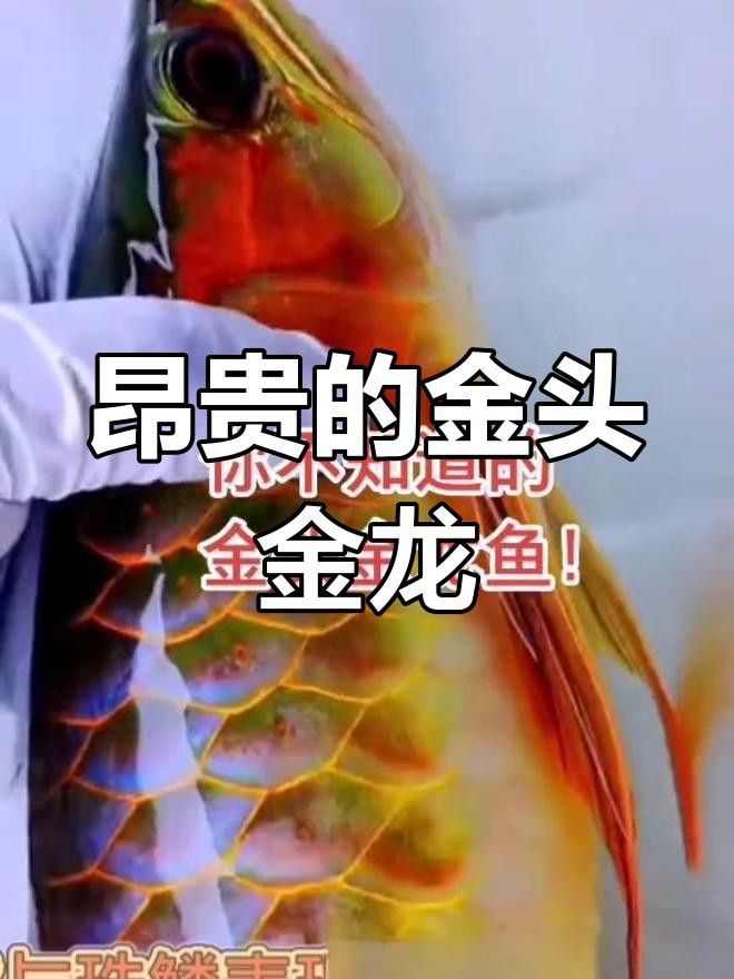 過(guò)背金龍魚(yú)中的金頭品種有何特點(diǎn)？