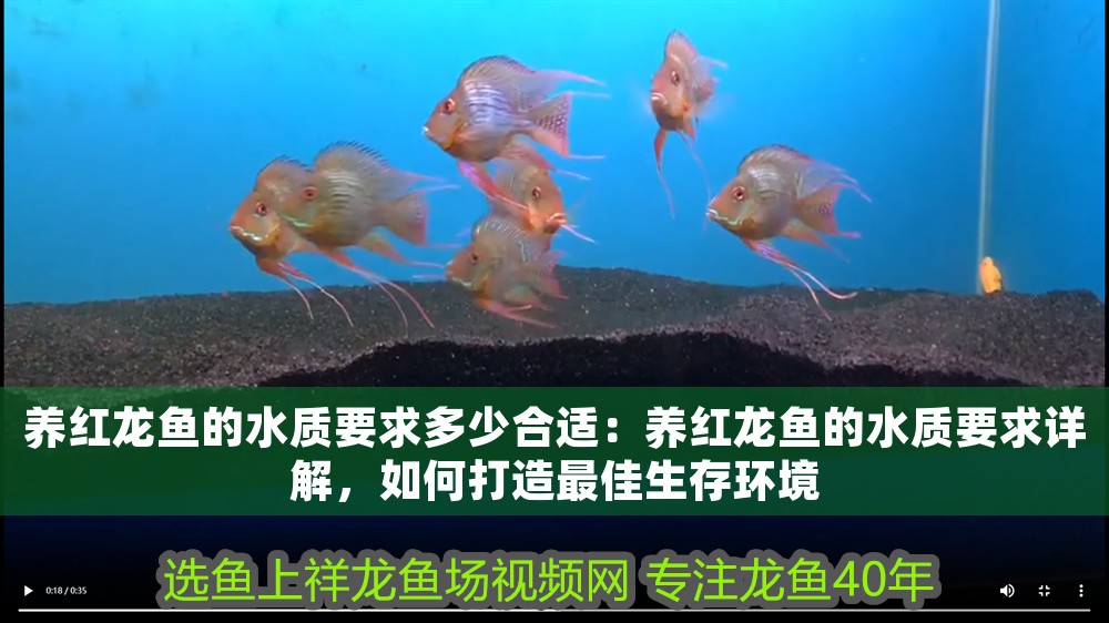 養紅龍魚的水質要求多少合適：養紅龍魚的水質要求詳解，如何打造最佳生存環境