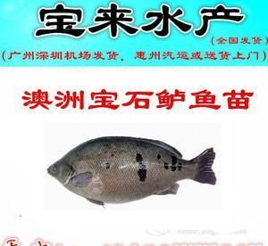 養紅龍魚的水質要求多少合適：養紅龍魚的水質要求詳解，如何打造最佳生存環境