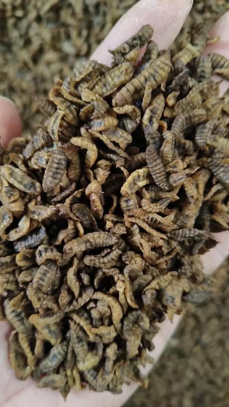 龍魚黑水虻