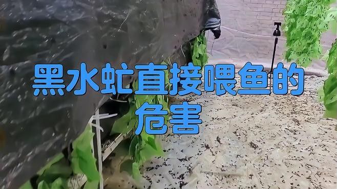 龍魚黑水虻