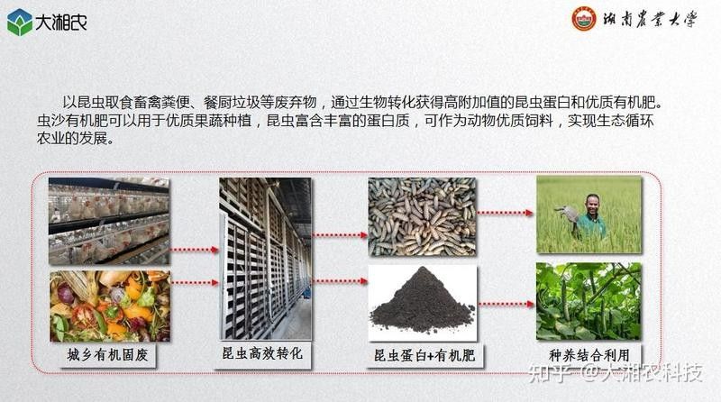 龍魚黑水虻
