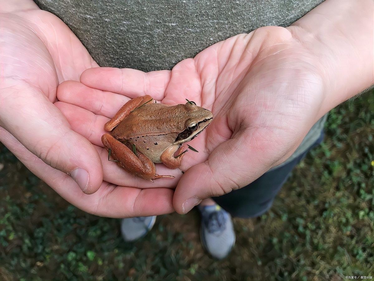 龍魚黑水虻