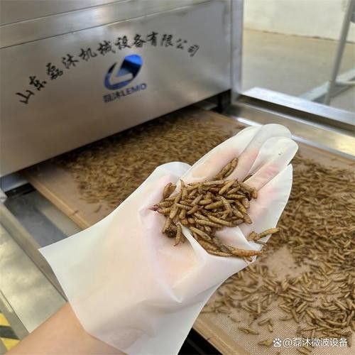 龍魚黑水虻