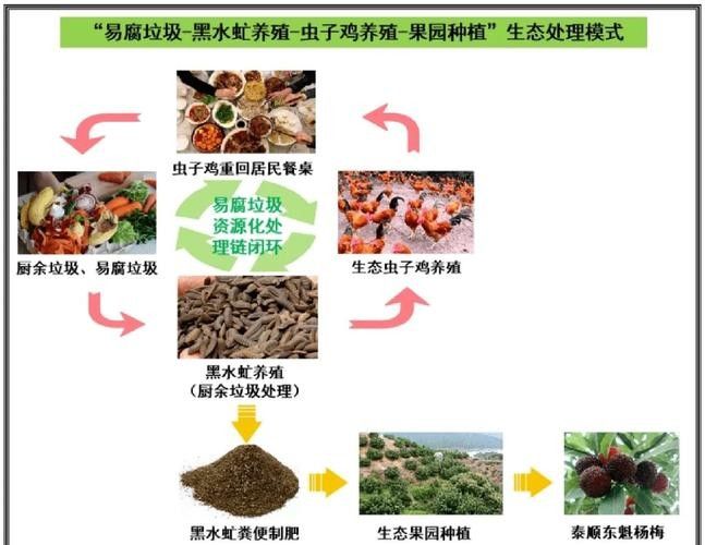 龍魚黑水虻