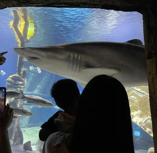 長島開水族店怎么樣？加盟祥龍魚場賣龍魚市場怎樣？