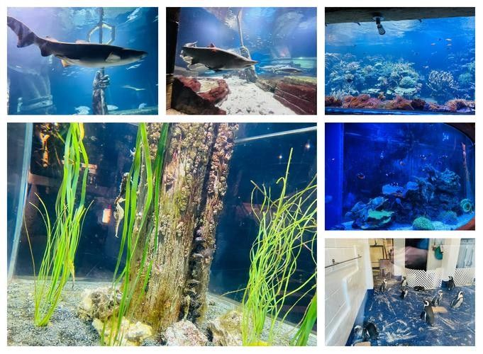 長島開水族店怎么樣？加盟祥龍魚場賣龍魚市場怎樣？