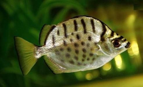 銀鼓魚苗混養時的疾病預防措施：如何預防銀鼓魚苗混養時的疾病發生