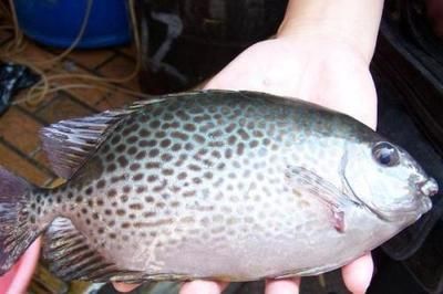 銀鼓魚苗混養時的疾病預防措施：如何預防銀鼓魚苗混養時的疾病發生