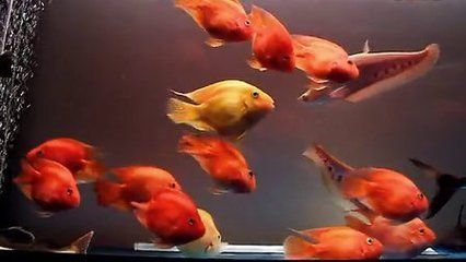 銀鼓魚苗混養時的疾病預防措施：如何預防銀鼓魚苗混養時的疾病發生