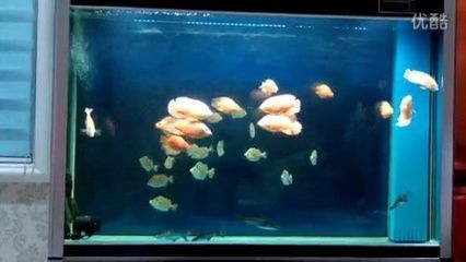 銀鼓魚苗混養時的疾病預防措施：如何預防銀鼓魚苗混養時的疾病發生