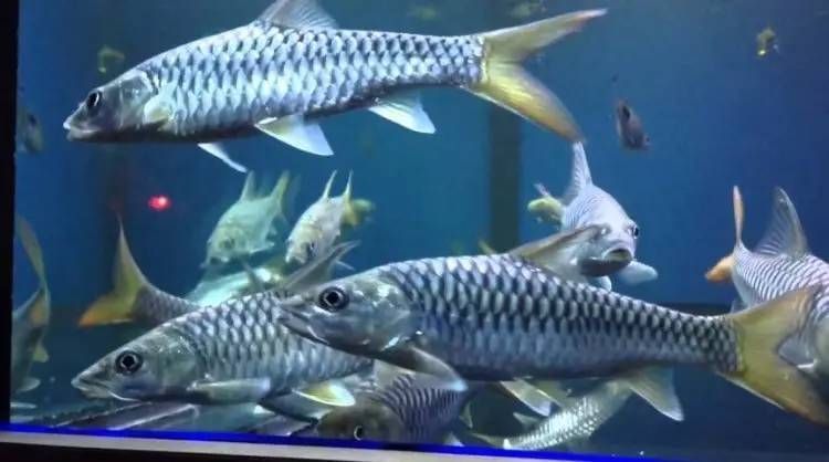 銀鼓魚苗混養時的疾病預防措施：如何預防銀鼓魚苗混養時的疾病發生