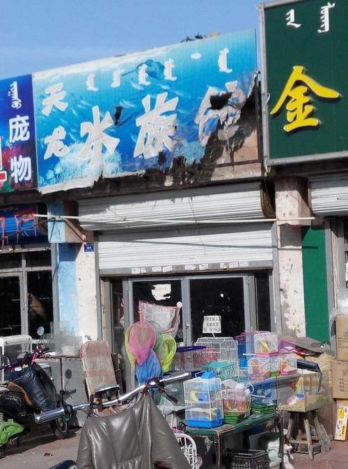 赤峰開水族店怎么樣？加盟祥龍魚場賣龍魚市場怎樣？