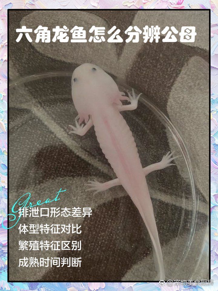 六角恐龍魚怎么分公母