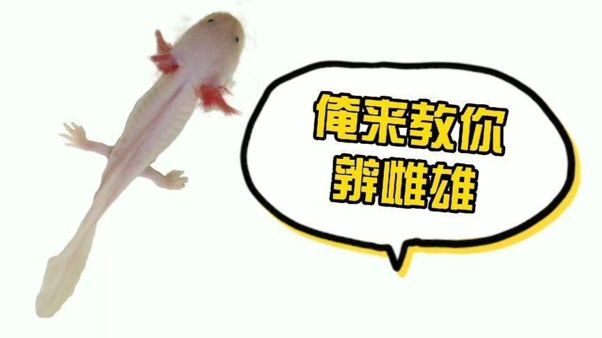 六角恐龍魚怎么分公母