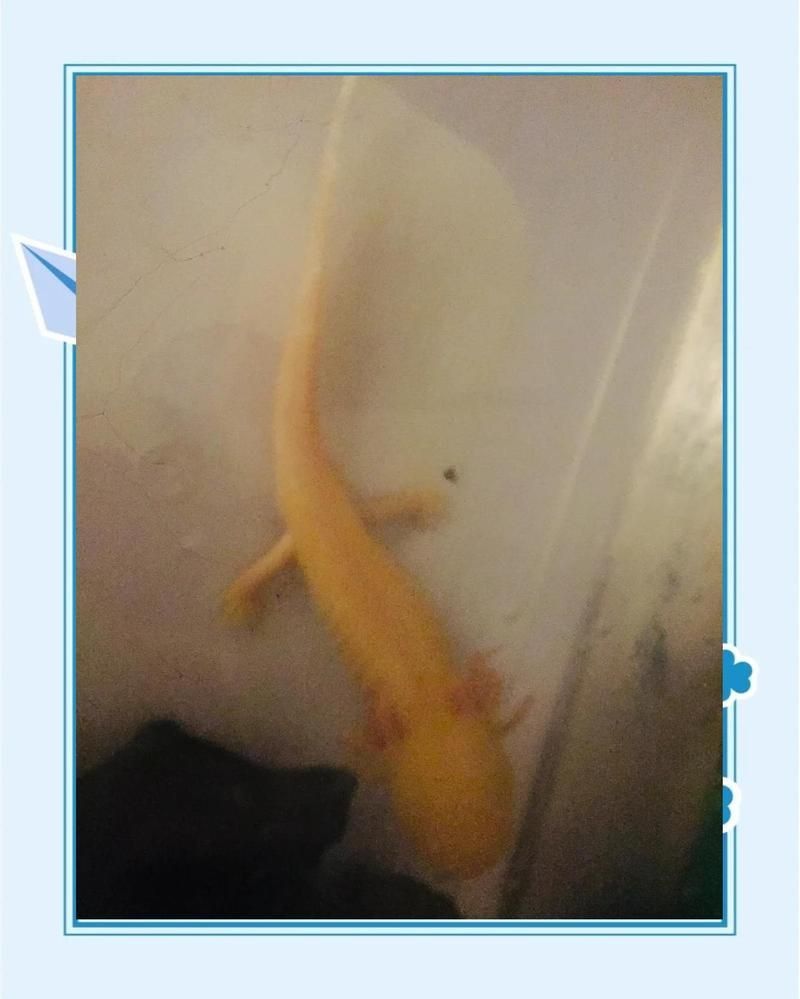 六角恐龍魚怎么分公母