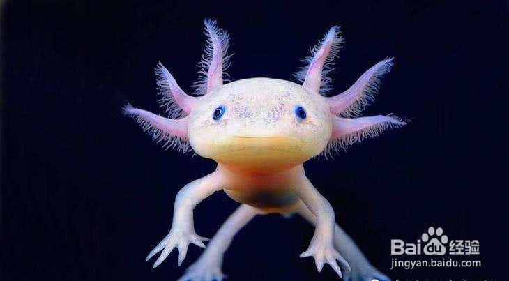 六角恐龍魚怎么分公母