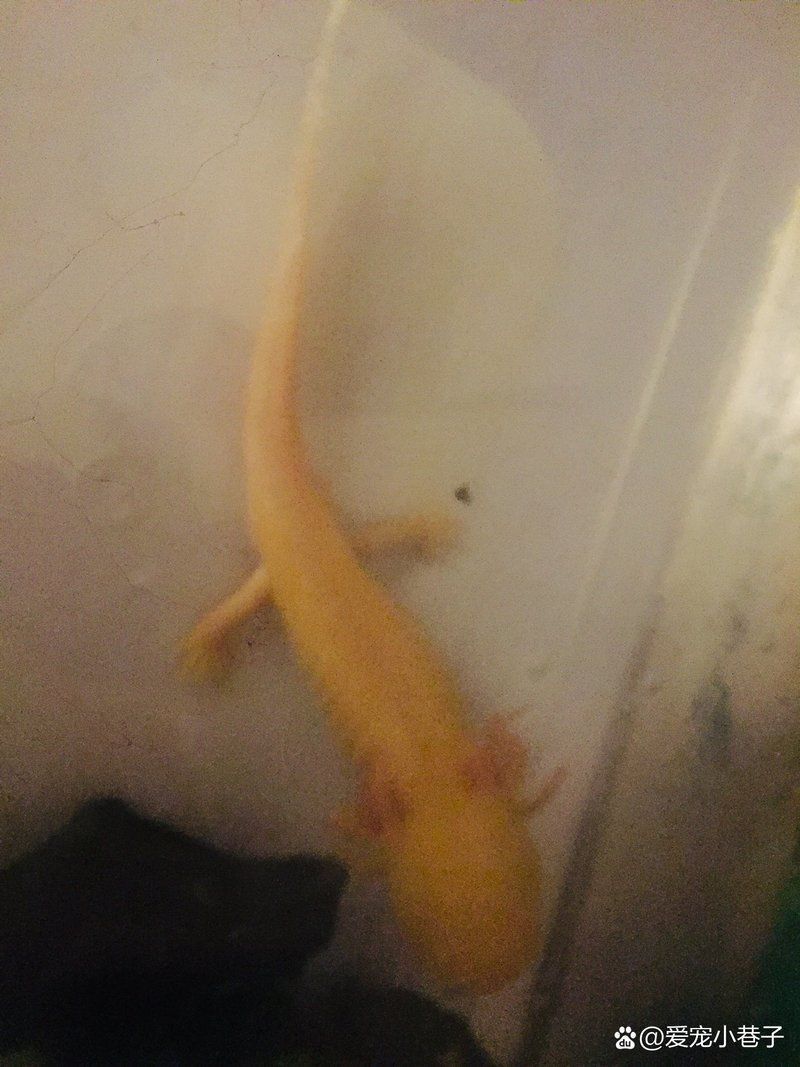 六角恐龍魚怎么分公母