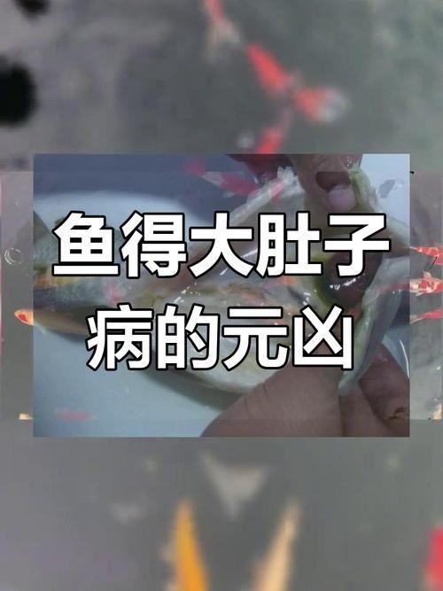 龍魚腹水癥狀圖片