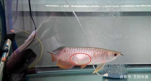 龍魚腹水癥狀圖片