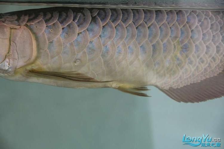龍魚腹水癥狀圖片