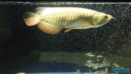 龍魚腹水癥狀圖片
