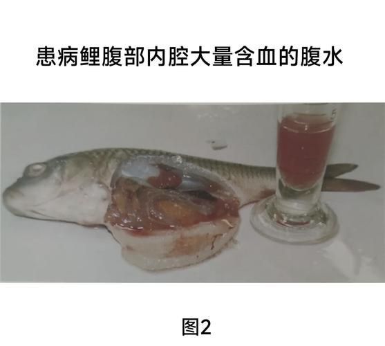 龍魚腹水癥狀圖片