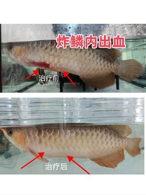 龍魚腹水癥狀圖片