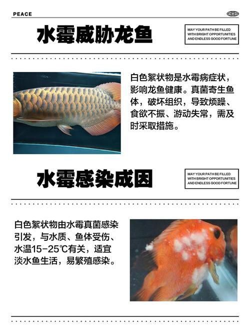 龍魚腹水癥狀圖片