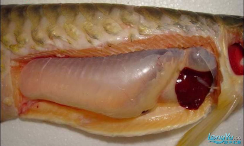 龍魚腹水癥狀圖片