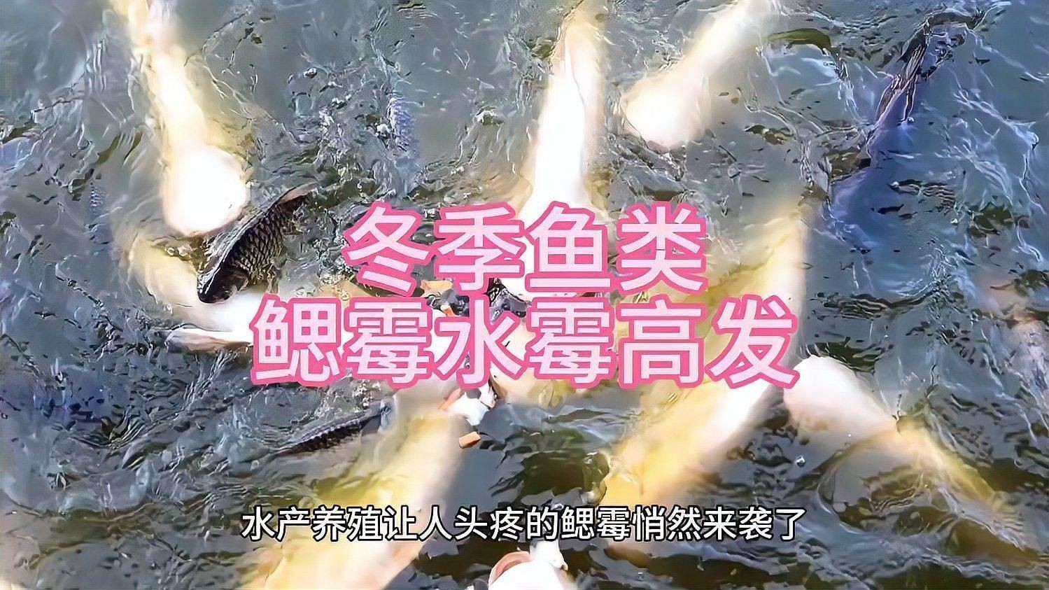 鰓霉病與蟲(chóng)鰓有何區(qū)別？