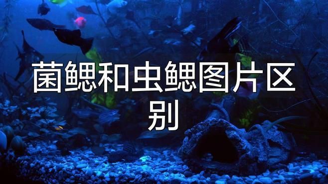 鰓霉病與蟲(chóng)鰓有何區(qū)別？