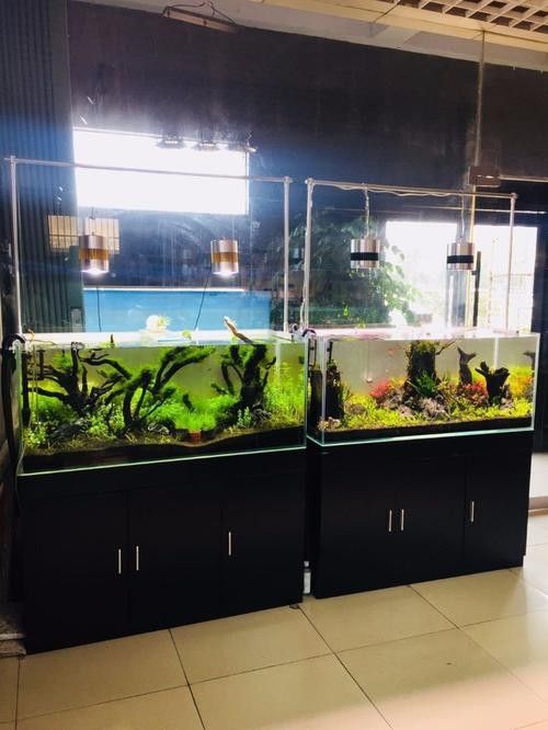 羅莊開水族店怎么樣？加盟祥龍魚場(chǎng)賣龍魚市場(chǎng)怎樣？