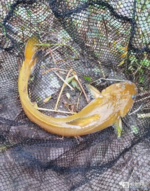 神龍魚圖片大全 龍魚百科 第1張 神龍魚圖片大全 神龍魚圖片大全 龍魚百科 第1張