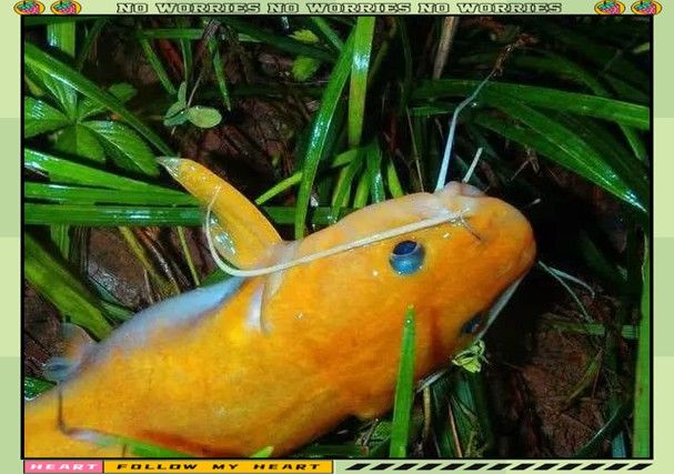 神龍魚圖片大全 龍魚百科 第4張 神龍魚圖片大全 神龍魚圖片大全 龍魚百科 第4張