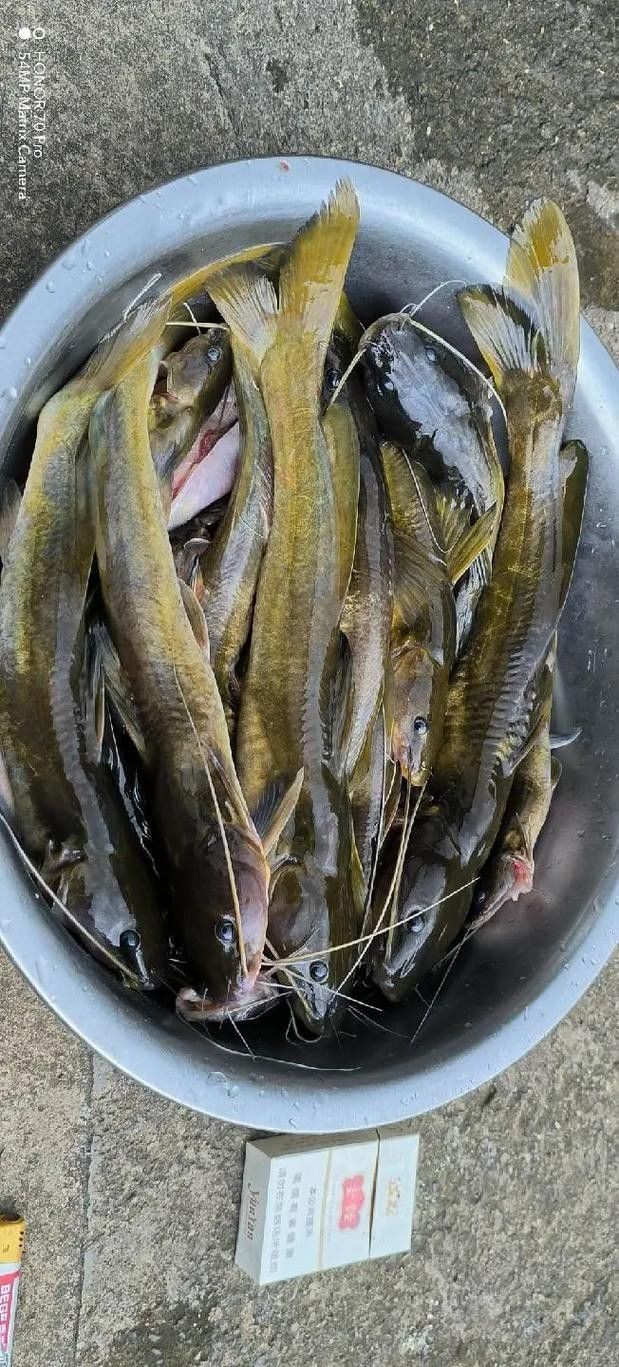 神龍魚圖片大全 龍魚百科 第2張 神龍魚圖片大全 神龍魚圖片大全 龍魚百科 第2張