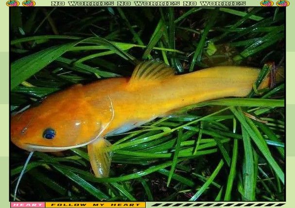 神龍魚圖片大全 龍魚百科 第5張 神龍魚圖片大全 神龍魚圖片大全 龍魚百科 第5張