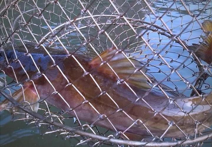神龍魚圖片大全 龍魚百科 第6張 神龍魚圖片大全 神龍魚圖片大全 龍魚百科 第6張