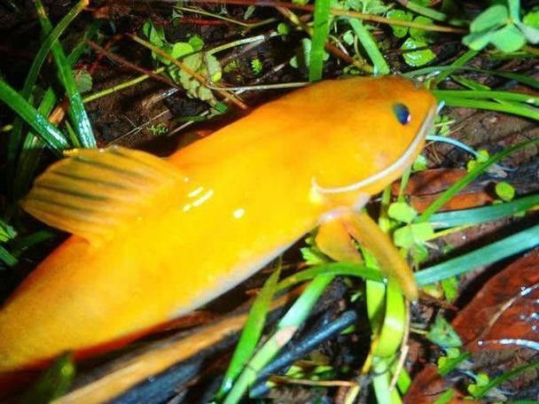 神龍魚圖片大全 龍魚百科 第8張 神龍魚圖片大全 神龍魚圖片大全 龍魚百科 第8張
