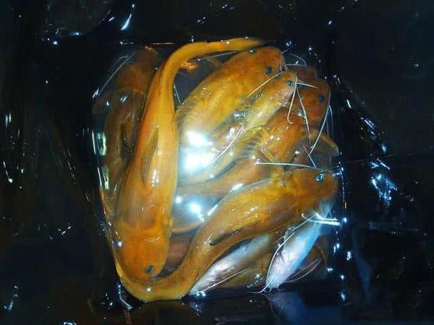 神龍魚圖片大全 神龍魚圖片大全 龍魚百科 第10張