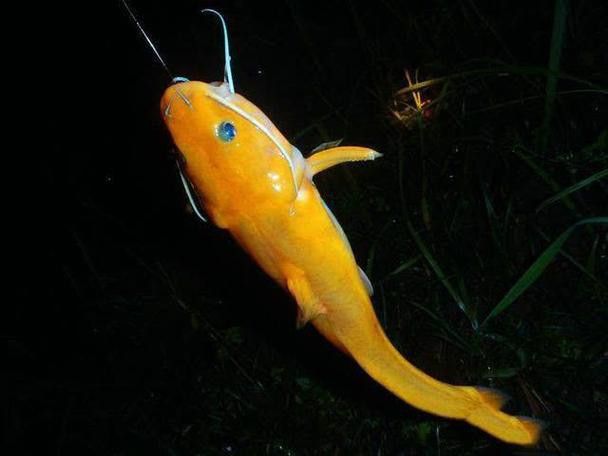 神龍魚圖片大全 龍魚百科 第9張 神龍魚圖片大全 神龍魚圖片大全 龍魚百科 第9張